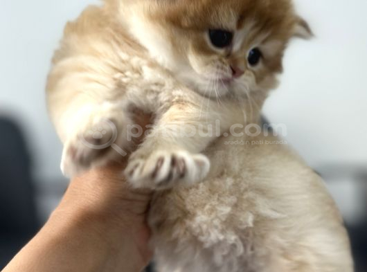Brıtısh Golden Longhaır görsel