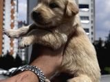 Sağlıklı Golden Retriever Yavrulari
