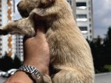Sağlıklı Golden Retriever Yavrulari