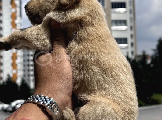 Sağlıklı Golden Retriever Yavrulari görsel