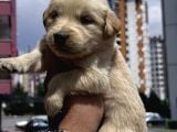 Sağlıklı Golden Retriever Yavrulari