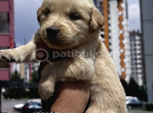 Sağlıklı Golden Retriever Yavrulari görsel