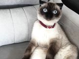 Scottish Fold Blue Point Kedimize Acil Yuva Arıyoruz