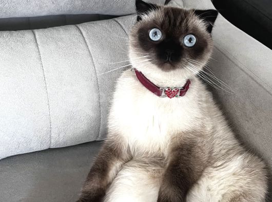 Scottish Fold Blue Point Kedimize Acil Yuva Arıyoruz görsel