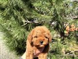 A Kalite Teacup Poodle Yavrular