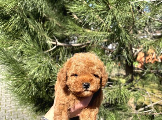 A Kalite Teacup Poodle Yavrular görsel