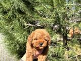 A Kalite Teacup Poodle Yavrular