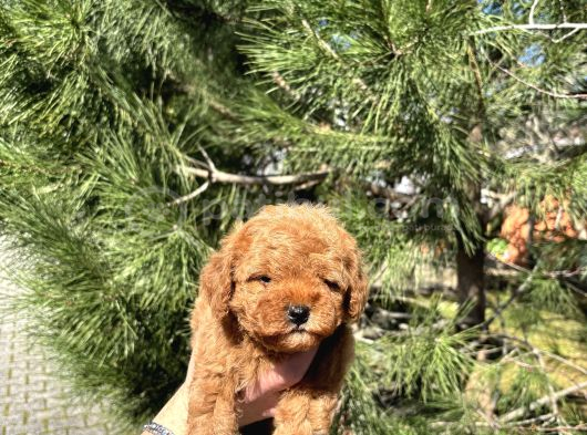 A Kalite Teacup Poodle Yavrular görsel