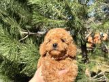 A kalite teacup poodle yavrular