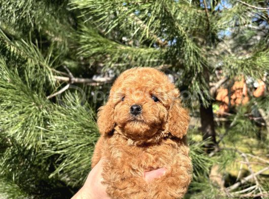 A kalite teacup poodle yavrular