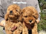A Kalite Teacup Poodle Yavrular