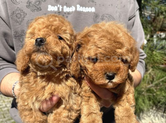 A Kalite Teacup Poodle Yavrular görsel