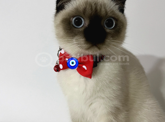 Scottish Fold Blue Point Kedimize Acil Yuva Arıyoruz