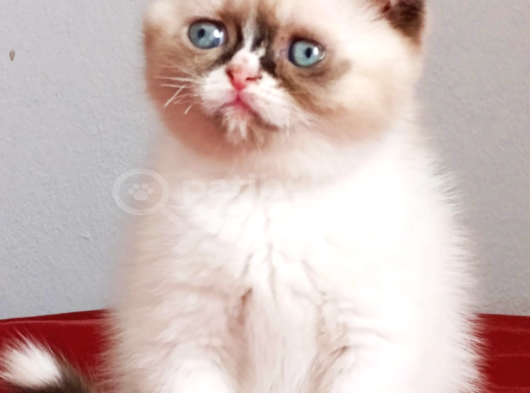Efsaneee Bi Color Bebek Özel Nadir