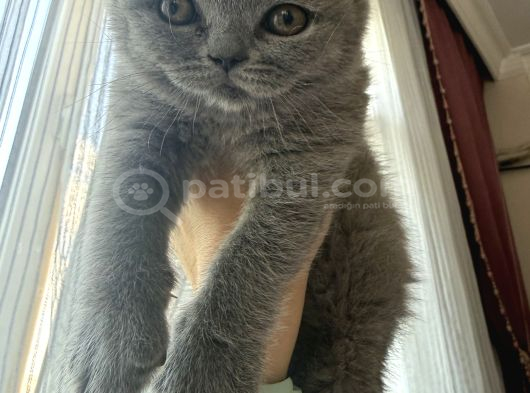 2 Aylık Yavru Kediler Beyoğlu İstanbul görsel
