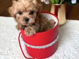 Safkan Tatliş Malti̇poo Bebekleri̇mi̇z