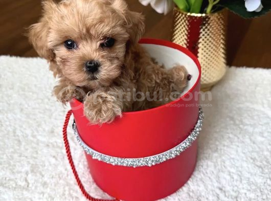 Safkan Tatliş Malti̇poo Bebekleri̇mi̇z