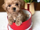Safkan Tatliş Malti̇poo Bebekleri̇mi̇z