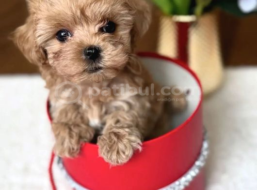 Safkan Tatliş Malti̇poo Bebekleri̇mi̇z görsel