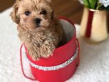 Safkan Tatliş Malti̇poo Bebekleri̇mi̇z