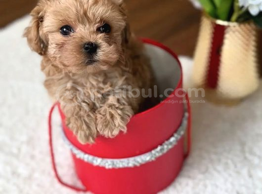 Safkan Tatliş Malti̇poo Bebekleri̇mi̇z görsel