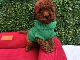 TOY POODLE YAVRUMUZ MİKİ