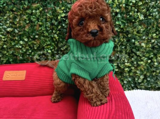 Toy Poodle Yavrumuz Mi̇ki̇