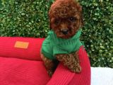Toy Poodle Yavrumuz Mi̇ki̇
