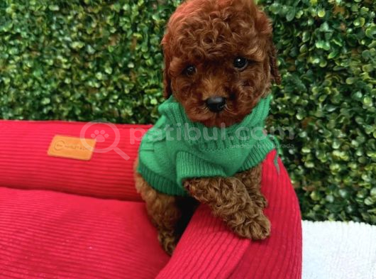 Toy Poodle Yavrumuz Mi̇ki̇ görsel
