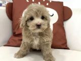 PEMBİŞ BURUNLU MALTİPOO YAVRUMUZ