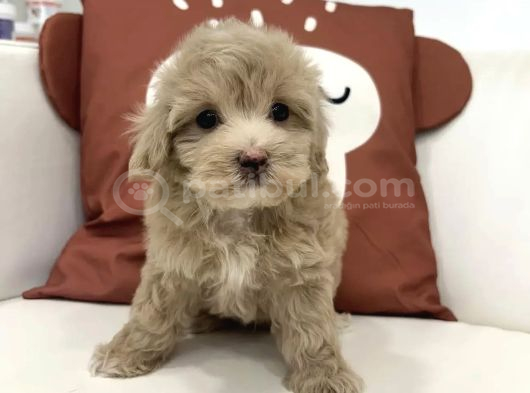 Pembi̇ş Burunlu Malti̇poo Yavrumuz