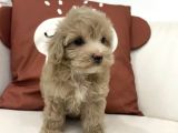 Pembi̇ş Burunlu Malti̇poo Yavrumuz