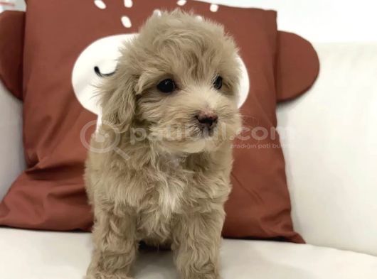 Pembi̇ş Burunlu Malti̇poo Yavrumuz görsel