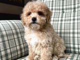 Kg Garanti̇li̇ Malti̇poo Yavrularimiz