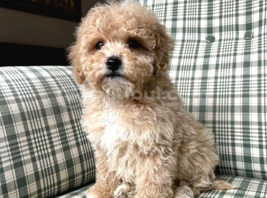 Kg Garanti̇li̇ Malti̇poo Yavrularimiz görsel