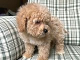 Kg Garanti̇li̇ Malti̇poo Yavrularimiz