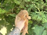 Mi̇cro Ayarinda Di̇şi̇ Red Poodle