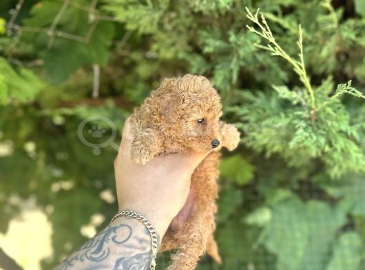 Mi̇cro Ayarinda Di̇şi̇ Red Poodle görsel