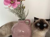 Scottish Fold Blue Point Kedimize Acil Yuva Arıyoruz
