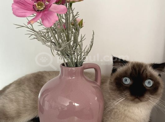 Scottish Fold Blue Point Kedimize Acil Yuva Arıyoruz görsel