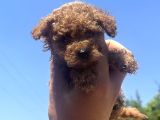 MİCRO AYARINDA DİŞİ RED POODLE