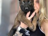 Belçika Kurdu Malinois Yavruları