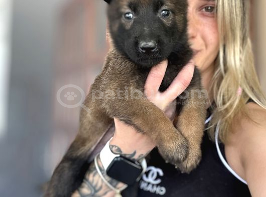 Belçika Kurdu Malinois Yavruları