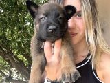 Belçika Kurdu Malinois Yavruları