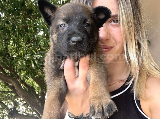 Belçika Kurdu Malinois Yavruları görsel