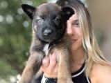 Belçika Kurdu Malinois Yavruları