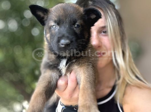 Belçika Kurdu Malinois Yavruları görsel