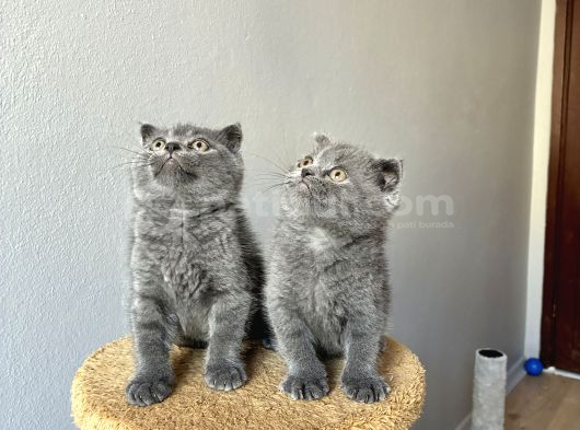 Sağlıklı Oyuncu Bebekler görsel