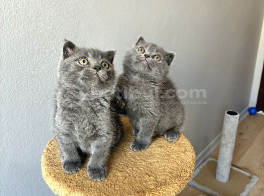 Sağlıklı Oyuncu Bebekler görsel
