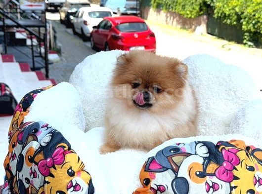 Sempatik Lola